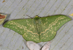 Tanaorhinus malayanus