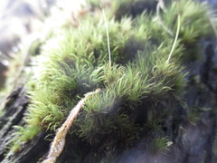 Dicranum scottianum