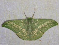 Tanaorhinus malayanus