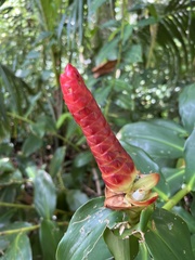 Costus woodsonii image