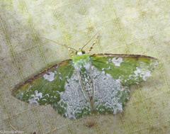 Eucyclodes albisparsa