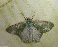 Eucyclodes albisparsa