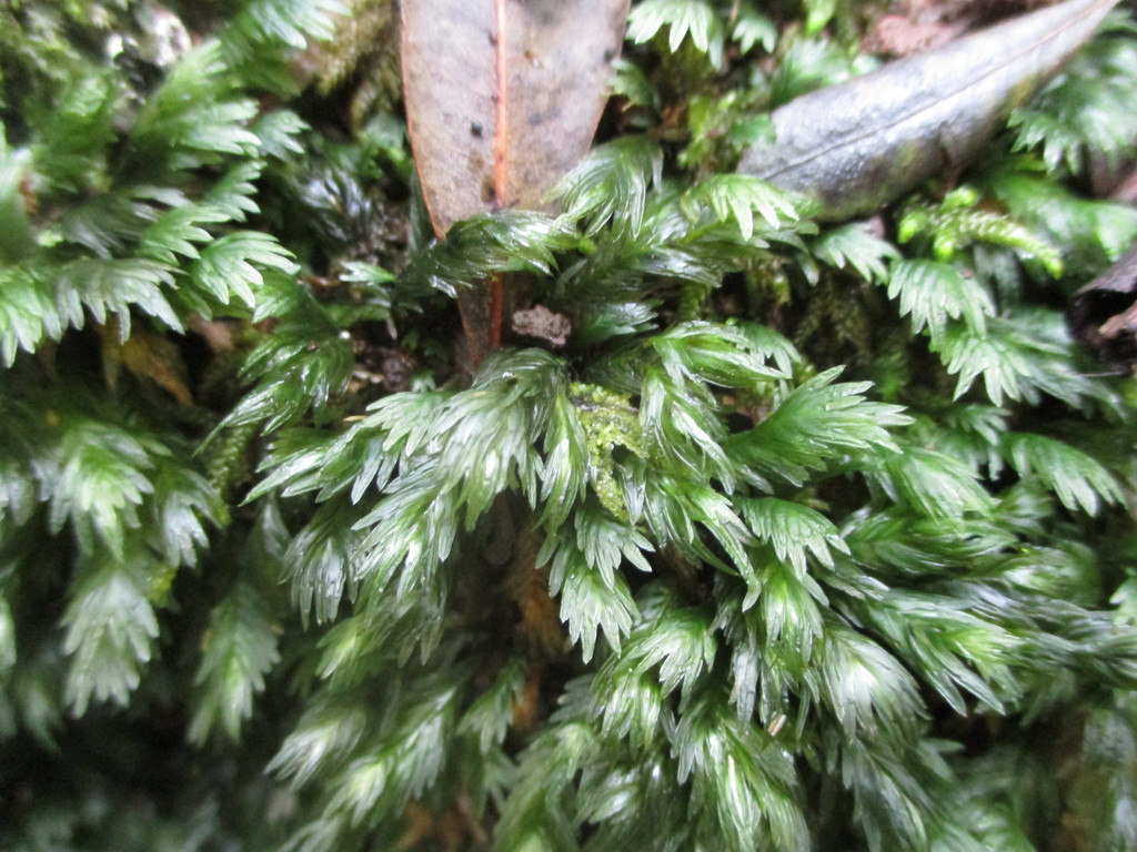 Fissidens serrulatus