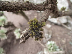 Orthotrichum handiense