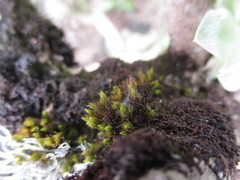 Orthotrichum handiense