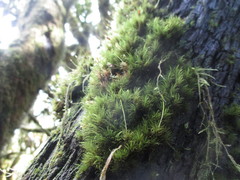 Dicranum scottianum