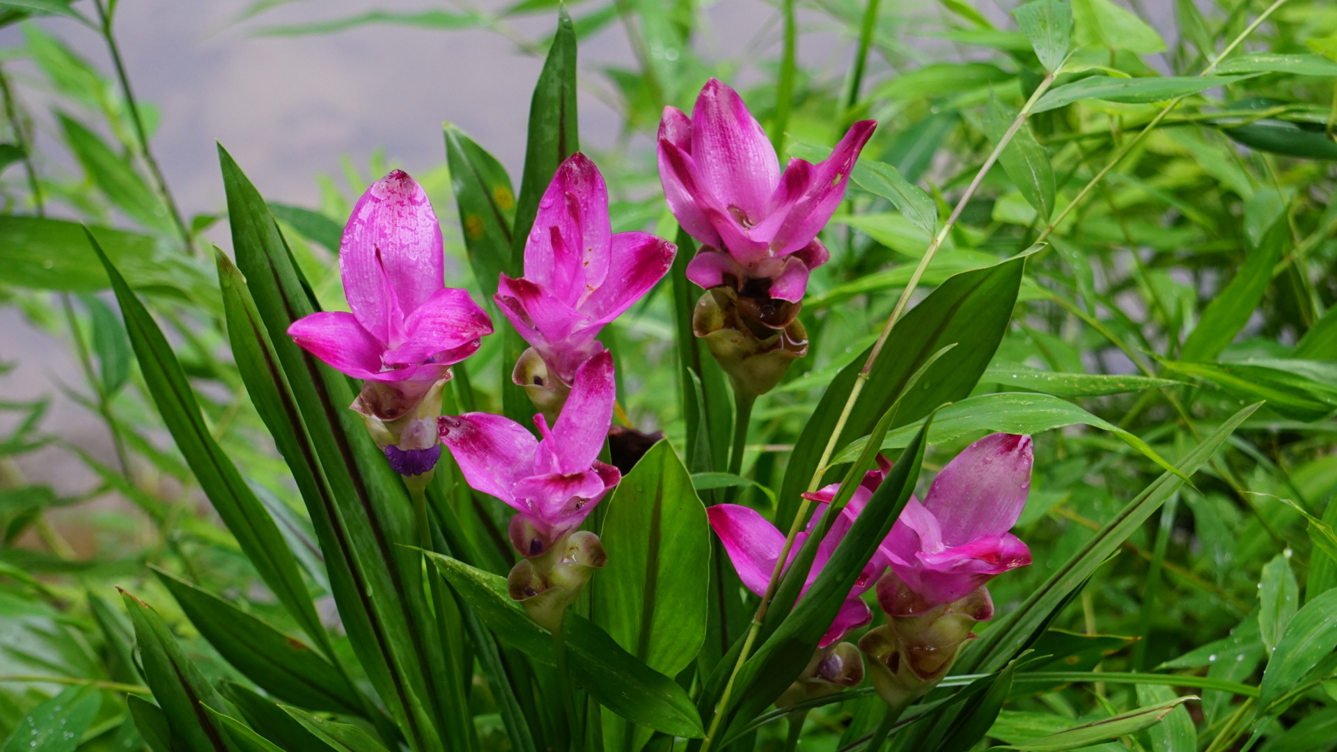 Imagem de Tulipa-do-siam