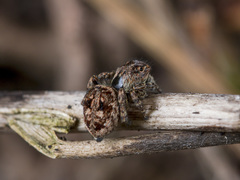 Attulus monstrabilis