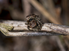 Attulus monstrabilis