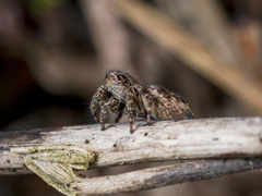 Attulus monstrabilis