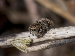 Attulus monstrabilis