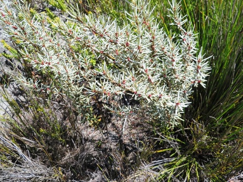 Image of Grubbia rourkei by (c) linkie, some rights reserved (CC BY)