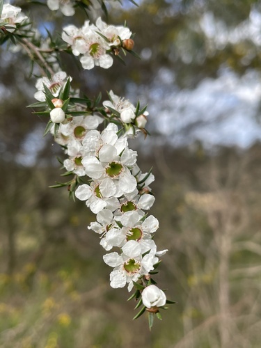 Leptospermum continentale J.Thomps.