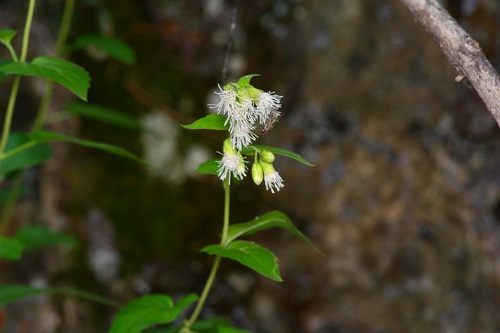 Image of Brickelliastrum fendleri by (c) Michelle W. （鍾偉瑋）, some rights reserved (CC BY)