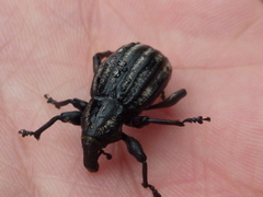 Lyperobius hudsoni