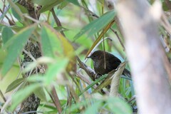 Friendly Bush-Warbler photo 3