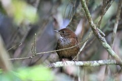 Friendly Bush-Warbler photo 2