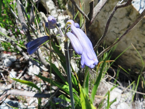Agapanthus walshii (Agapanthus walshii)