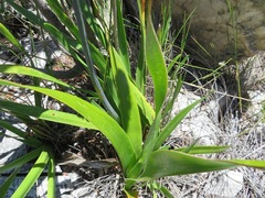 Agapanthus walshii