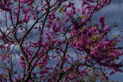 Cercis siliquastrum