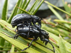 Lyperobius hudsoni