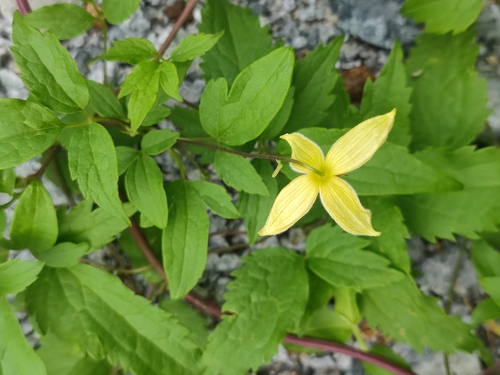 Clematis serratifolia Rehder