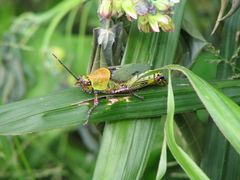 Zonocerus variegatus