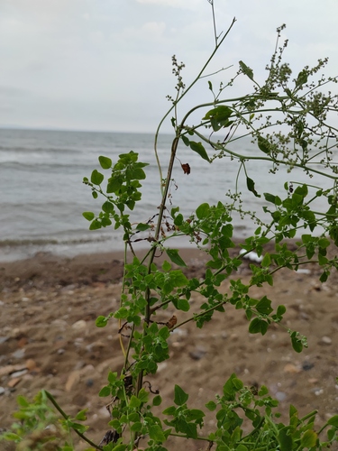 Chenopodium bryoniifolium iNat (3)
