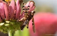 Panorpa meridionalis