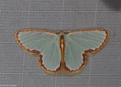 Comostola turgescens