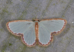 Comostola turgescens