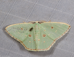 Comostola meritaria