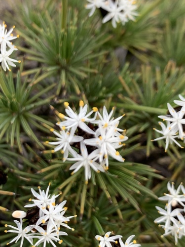 Borya constricta (Borya constricta)