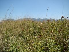 Pentanema germanicum