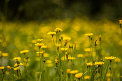 Crepis sancta