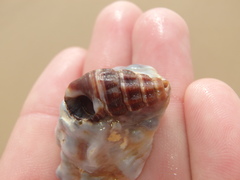 Batillaria australis