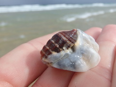 Batillaria australis