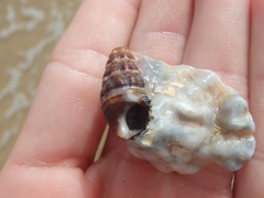 Batillaria australis