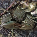 Cabrillo Porcelain Crab - Photo (c) James Bailey, some rights reserved (CC BY-NC), uploaded by James Bailey