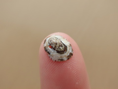 Patelloida latistrigata