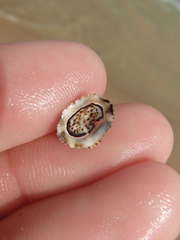 Patelloida latistrigata