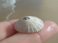 Scutellastra peronii