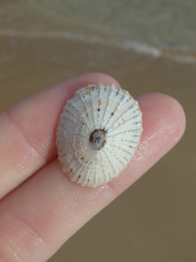 Scutellastra peronii