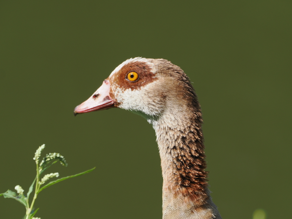 African and Mascarene Sheldgeese