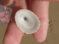 Scutellastra peronii