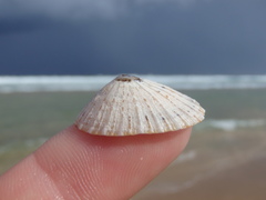 Scutellastra peronii