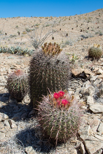 Ferocactus gracilis ssp. gatesii
