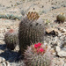 Ferocactus gracilis gatesii - Photo (c) hardy_huebener, some rights reserved (CC BY-NC), uploaded by hardy_huebener