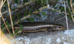 Oligosoma kokowai