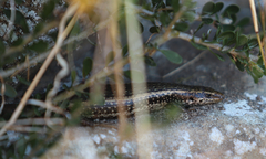 Oligosoma kokowai
